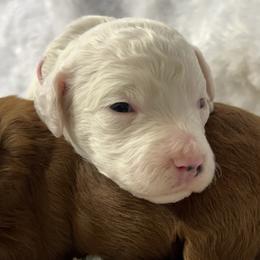 Pink collar girl - Parti female Goldendoodle puppy in Fairfield, California from Twin Sisters Doodles