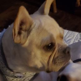 Emma - French Bulldog