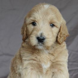 Aussiedoodle Puppies from Vesbach Doodle Valley Farm