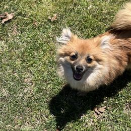 Lore - Black and tan Pomeranian puppy in Shawnee, Oklahoma from Keyz Pomeranians