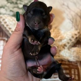 Anakoa - Black and tan female Companion Cross puppy in Willow Spring, North Carolina from GTBBF Pomeranians