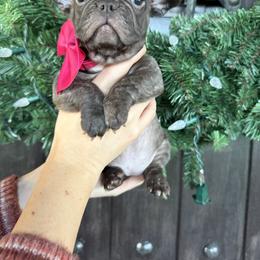 Mulberry - Brindle female French Bulldog puppy in Millville, California from Wooftown Kennels