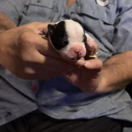 Mickey - Black and white male Boston Terrier puppy in Covington, Georgia from Tuxedo Bostons of Atlanta