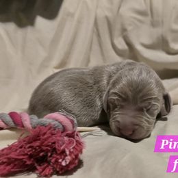 Pink collar - Silver gray female Weimaraner puppy in Frostproof, Florida from Waggin' Weims