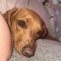 Winz - Dachshund