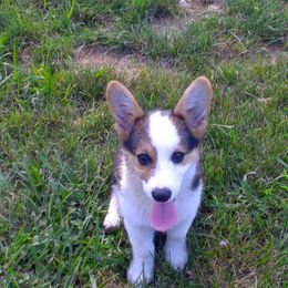 Boy 1 - Black and white male American Corgi puppy in Campbellsburg, Indiana from Kates Corgis