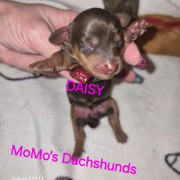 Daisy - Chocolate and cream female Dachshund puppy in Antlers, Oklahoma from MoMo's Dachshunds