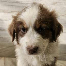 Ella m1 green - Red tri-color male Australian Shepherd puppy in Arbela, Missouri from County Line Aussies