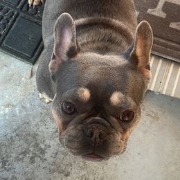 French Bulldogs from frenchie4family_