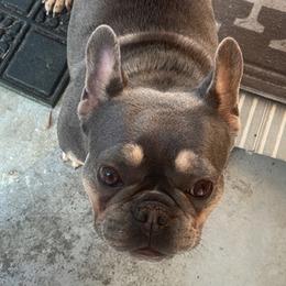 French Bulldogs from frenchie4family_