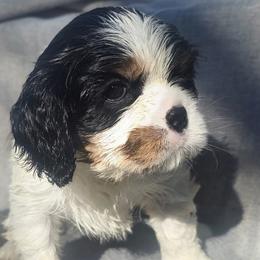 Cavalier King Charles Spaniel and Gordon Setter Puppies from Gleannfae Gordon Setters & Cavalier King Charkes Spaniels