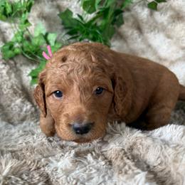 Lioness - Apricot female Goldendoodle puppy in Harrisburg, Oregon from Dolly’s Doods