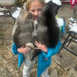 Siberian Husky Puppies from Glacier Run Huskies
