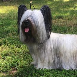 Skye Terriers from Skye Terriers ‘Of Wallace’s Coven’