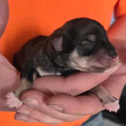Bianca - Salt and pepper female Miniature Schnauzer puppy in Elgin, Iowa from Firefly Stables