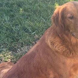 Elsa - Golden Retriever