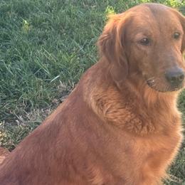 Elsa - Golden Retriever