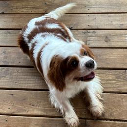 Duke - Cavalier King Charles Spaniel