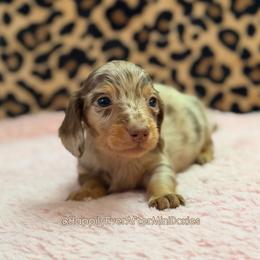 Timmy - Dapple male Dachshund puppy in Robesonia, Pennsylvania from Happily Ever After’s Puppies