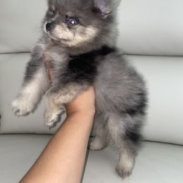 Pomeranian Puppies from Furever Blessed