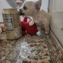 Chihuahua Puppies from Chihuahua Angel Babies