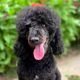 Goldendoodles and Poodles from Country Trail Pups