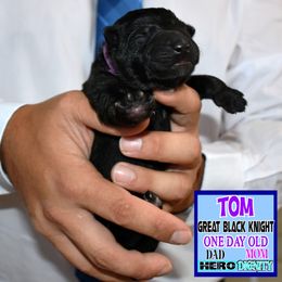 TOM - Black male German Shepherd puppy in Murrieta, California from Diamond Oaks German Shepherds
