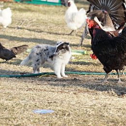 Rottweiler and Toy Shetland Sheepdog Puppies from Mountain High Kennels