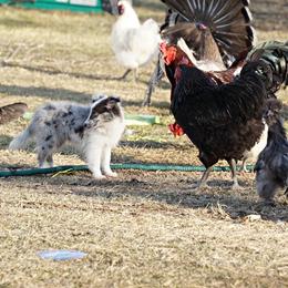 Rottweiler and Toy Shetland Sheepdog Puppies from Mountain High Kennels
