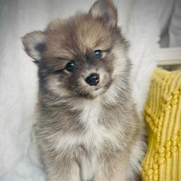 Sesame - Blue male Pomsky puppy in Greenville, South Carolina from Thicketty Mountain Pomskies