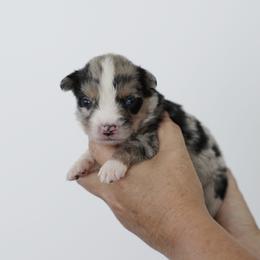 Espresso - Blue merle male Miniature Australian Shepherd puppy in White Oak, Texas from Triple Lake Ranch Miniature Australian Shepherds