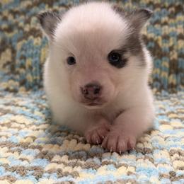 Gizmo - White male Pomsky puppy in Aberdeen, Idaho from Willow Creek Cresteds