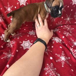 Boxer Puppies from Goose River Boxers Co
