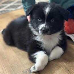 Bullet - Black & white male Miniature Australian Shepherd puppy in Luling, Texas from Little Wood Toy and Mini Aussies