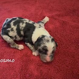 Cosmo - Blue merle male Aussiedoodle puppy in Cartersville, Georgia from Simply Blessed Doodles