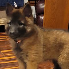 Skylar - Mahogany and black female Belgian Tervuren puppy in New Braunfels, Texas from Willow's Puppies