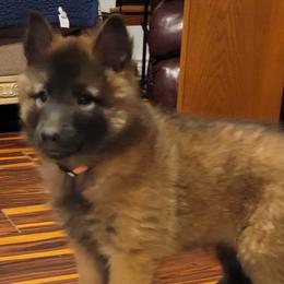 Skylar - Mahogany and black female Belgian Tervuren puppy in New Braunfels, Texas from Willow's Puppies
