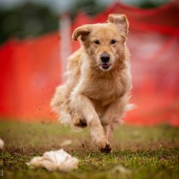 Golden Retrievers from Andrea Ford's Golden Retrievers