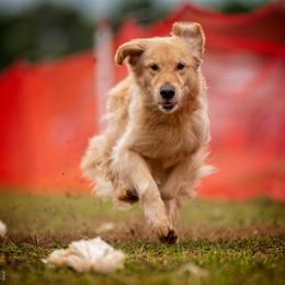 Golden Retrievers from Andrea Ford's Golden Retrievers