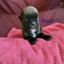 Boy 3 - Brindle male Boxer puppy in Cicero, New York from MK Boxer Haven of CNY