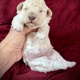 Crystal - White female Poodle puppy in Newcomerstown, Ohio from Sheri’s Lil Angel’s