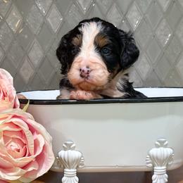 Holly - Tri-color female Bernedoodle puppy in Kilgore, Texas from Furry Tail Doodles