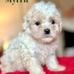 Myrrh - Parti male Maltipoo puppy in Wendell, North Carolina from Teddys Teddy Bears