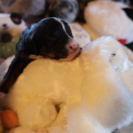 Boy 5 - male Bernedoodle puppy in Springfield, Missouri from Doodle Dandy Bernedoodles & Aussiedoodles