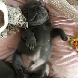 French Bulldog Puppies from Crooked C Ranch