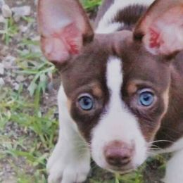 Teddy Roosevelt Terrier Puppies from Aerie Ridge Teddy Roosevelt Terriers
