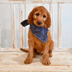 Aussiedoodle, Bernedoodle, Goldendoodle, and Irish Doodle Puppies from Sun Valley Goldendoodles