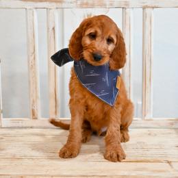 Aussiedoodle, Bernedoodle, Goldendoodle, and Irish Doodle Puppies from Sun Valley Goldendoodles