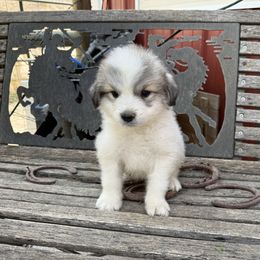 Mr Navy - White and badger male Great Pyrenees puppy in Idaho from Portneuf Range Pyrenees