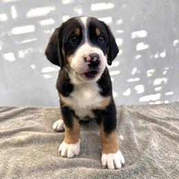 Neon - Black, white and red male Greater Swiss Mountain Dog puppy in Pasadena, California from Park Place Swissys